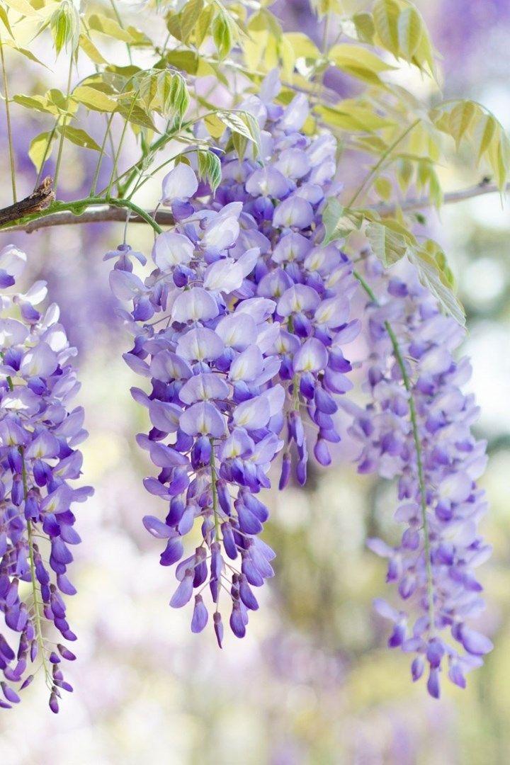 Harmony Horizon: Cascade of Colorful Flora